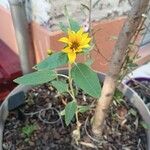 Helianthus petiolaris পাতা