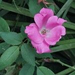 Rosa pendulina Flor