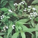 Ageratina riparia Flor