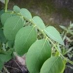 Breynia vitis-idaea Leaf