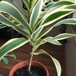 Dracaena reflexaLeaf