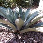 Agave salmiana Habit