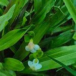 Torenia crustaceaBloem