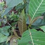 Palicourea guianensis Blatt