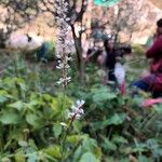 Persicaria amplexicaulis Kvet