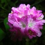 Armeria alpina Other