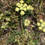 Lomatium dasycarpum Цвят