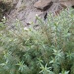 Limnophila indica Fleur