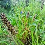 Carex flaccaFlower