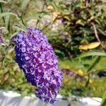 Buddleja japonica Fleur