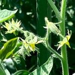 Solanum lycopersicum Other