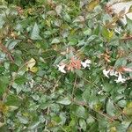 Abelia × grandiflora Blatt