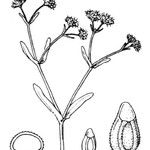 Valerianella microcarpa Beste bat