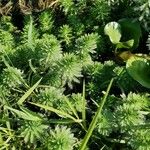 Myriophyllum aquaticum Leaf