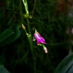 Arundina graminifolia Cvet