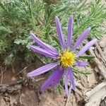 Machaeranthera tanacetifolia Blomst