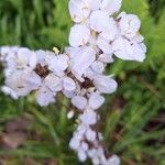 Libertia chilensis Blomst