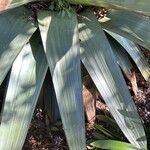 Vriesea imperialis Leaf