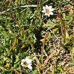 Werneria pygmaea Flower