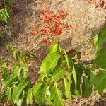 Combretum coccineum Arall