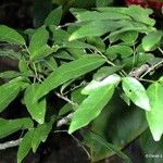 Arthroclianthus angustifolius Habit