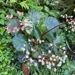 Begonia multinervia Fleur