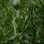 Vicia argentea Hábito