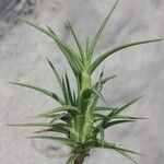 Spinifex littoreus Leaf