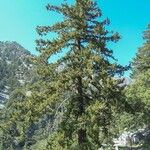 Pseudotsuga macrocarpa Yeri