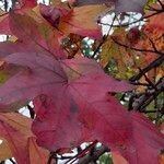 Liquidambar formosana Blad