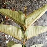 Harungana madagascariensis Hoja