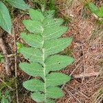 Cirsium erisithales Leaf