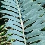 Encephalartos trispinosus 葉