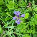 Lobelia siphiliticaFlower