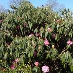 Rhododendron arboreum Habit