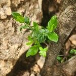 Volkameria eriophylla Feuille