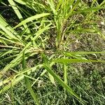 Sorghum halepense Leaf