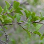 Ximenia americana Leaf