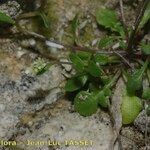 Hornungia procumbens Sonstige