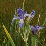 Iris missouriensis موطن