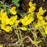 Cytisus ardoinoi Habit