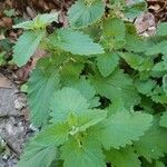 Nepeta cataria Leaf