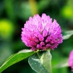 Trifolium pratenseFlor