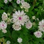 Astrantia major Blomst