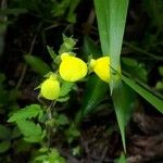 Calceolaria tripartita 花