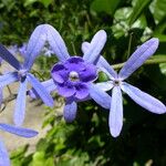Petrea volubilis Virág