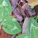 Trifolium pratense Blatt