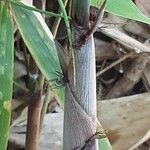 Phyllostachys nigra ഇല