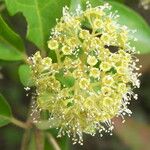 Pisonia aculeata 花