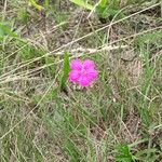 Dianthus giganteus Агульны выгляд